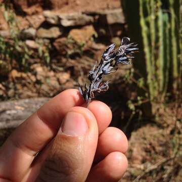 Image of Echeveria laui R. Moran & J. Meyran