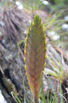 Image of Tillandsia lampropoda L. B. Sm.