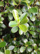 Imagem de Coprosma lucida J. R. Forst. & G. Forst.