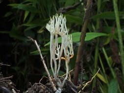 Image de Ramariopsis subtilis (Pers.) R. H. Petersen 1978