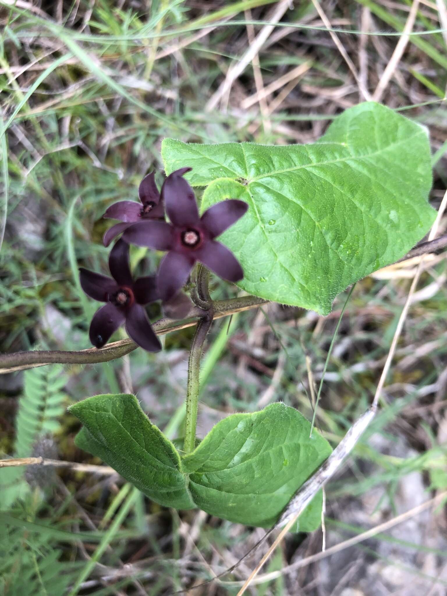 Image de Matelea carolinensis (Jacq.) R. E. Woodson