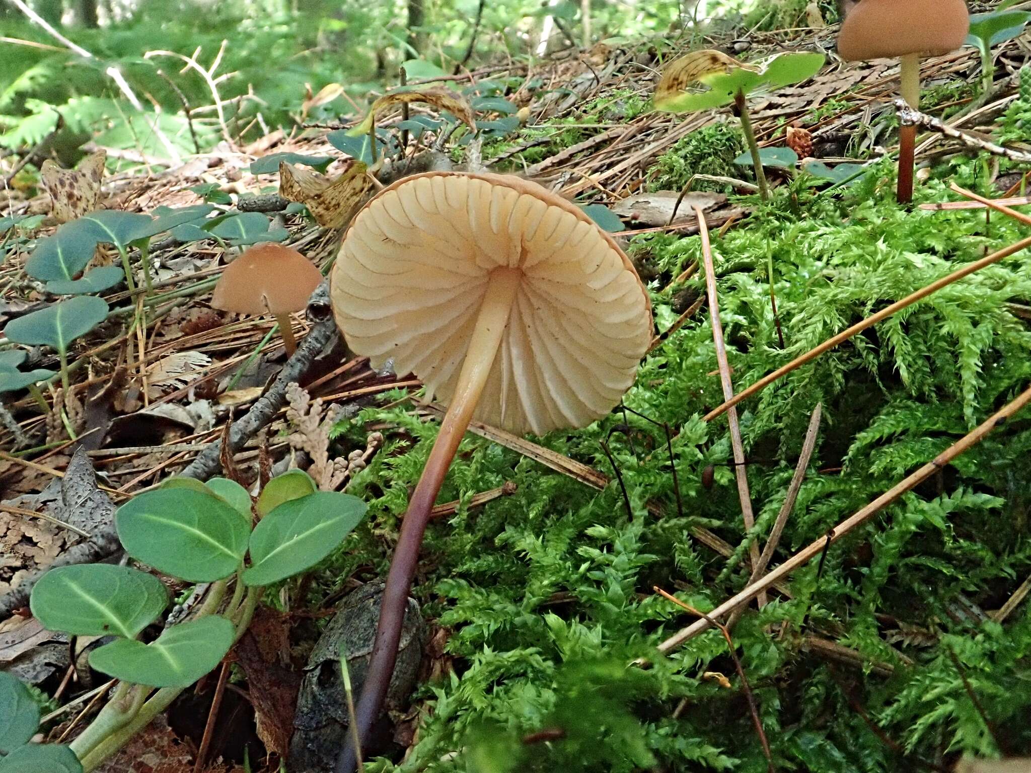 Image of Marasmius cohaerens (Pers.) Cooke & Quél. 1878