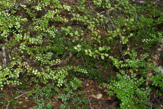 Image of Nothofagus menziesii (Hook. fil.) Oerst.