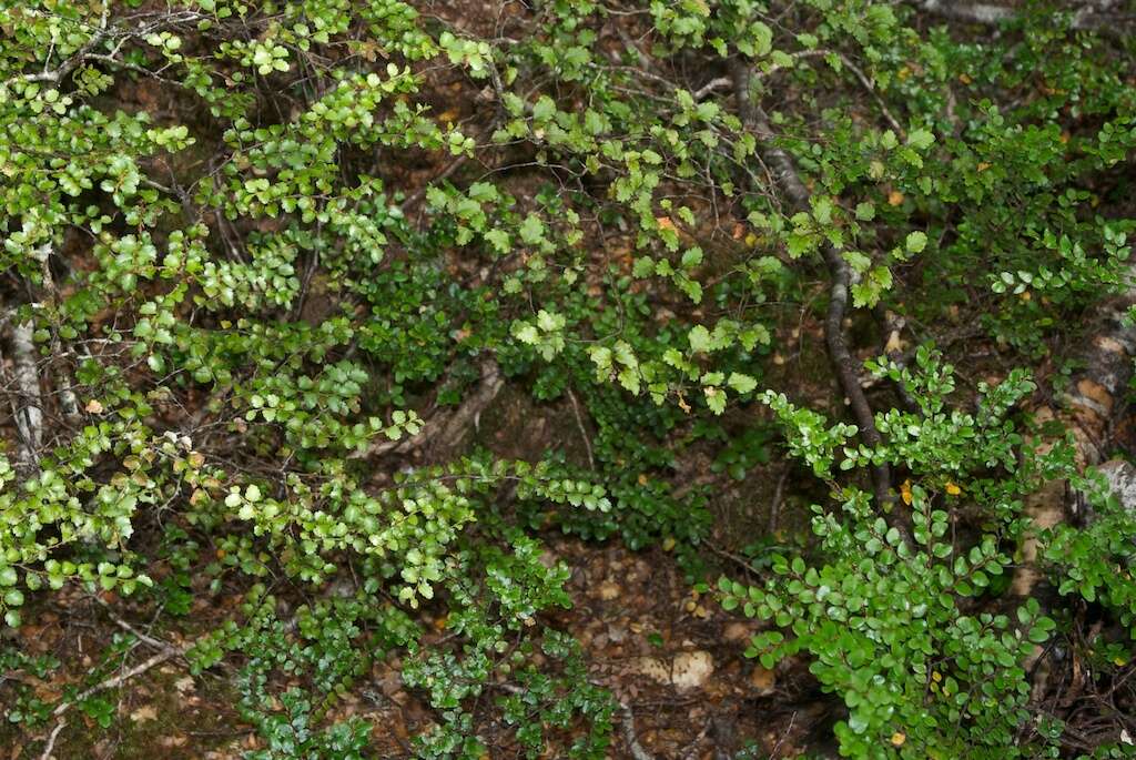 Imagem de Nothofagus menziesii (Hook. fil.) Oerst.