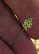 Image of Coastal-Plain Milkwort