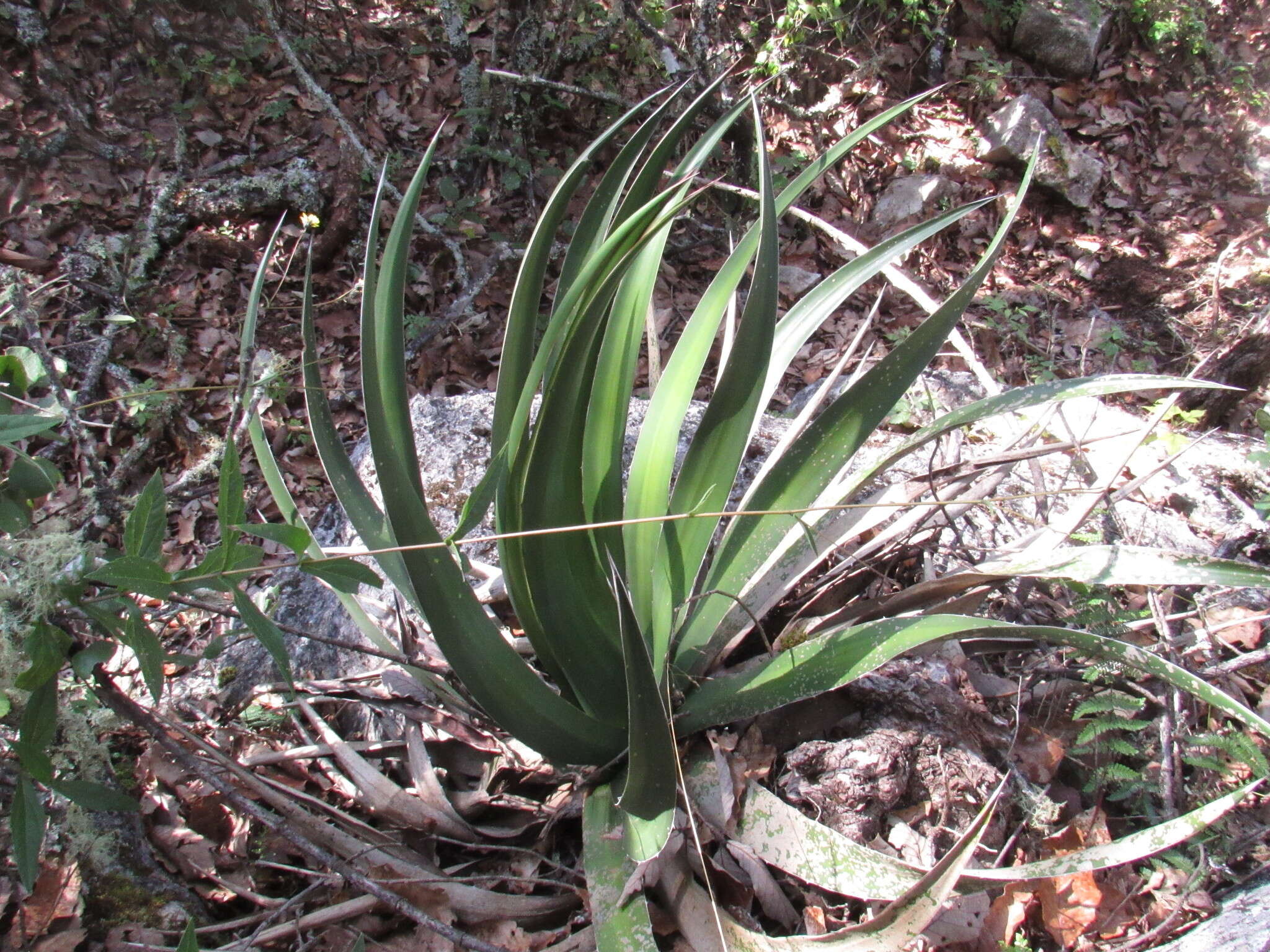 Sivun Agave ghiesbreghtii Verschaff. kuva