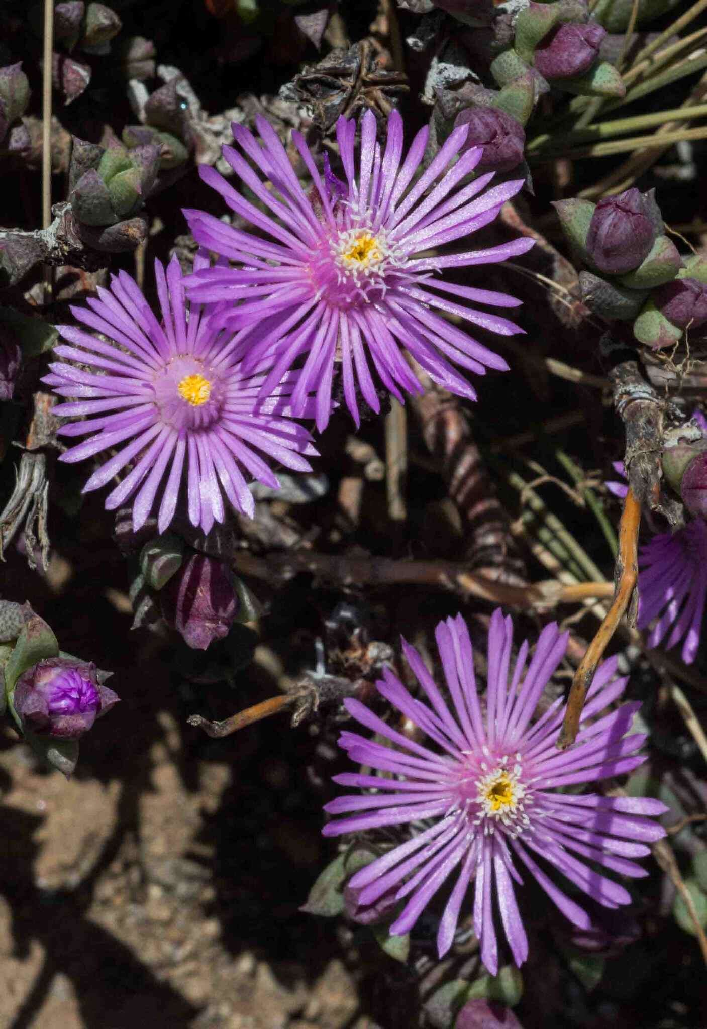 Image of Ruschia putterillii (L. Bol.) L. Bol.