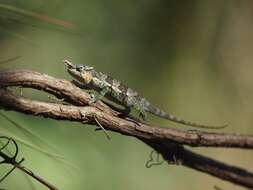 Image of Kilimanjaro Blade-horned Chameleon