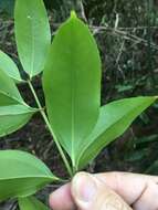 Image of Ripogonum album R. Br.