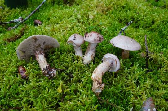 Image of Suillus serotinus (Frost) Kretzer & T. D. Bruns 1996