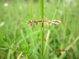 Image of Geina (Alucita) didactyla (Linnaeus 1758)