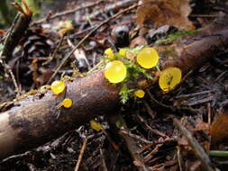 Image of Guepiniopsis alpina (Earle) Brasf. 1938