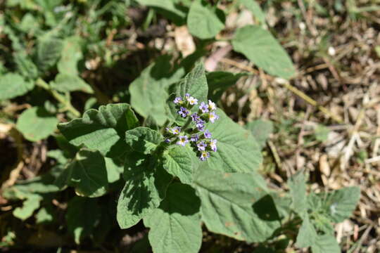 Sivun Heliotropium leiocarpum Morong kuva