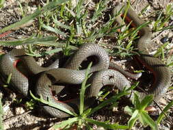 Image of Diadophis punctatus vandenburgii Blanchard 1923