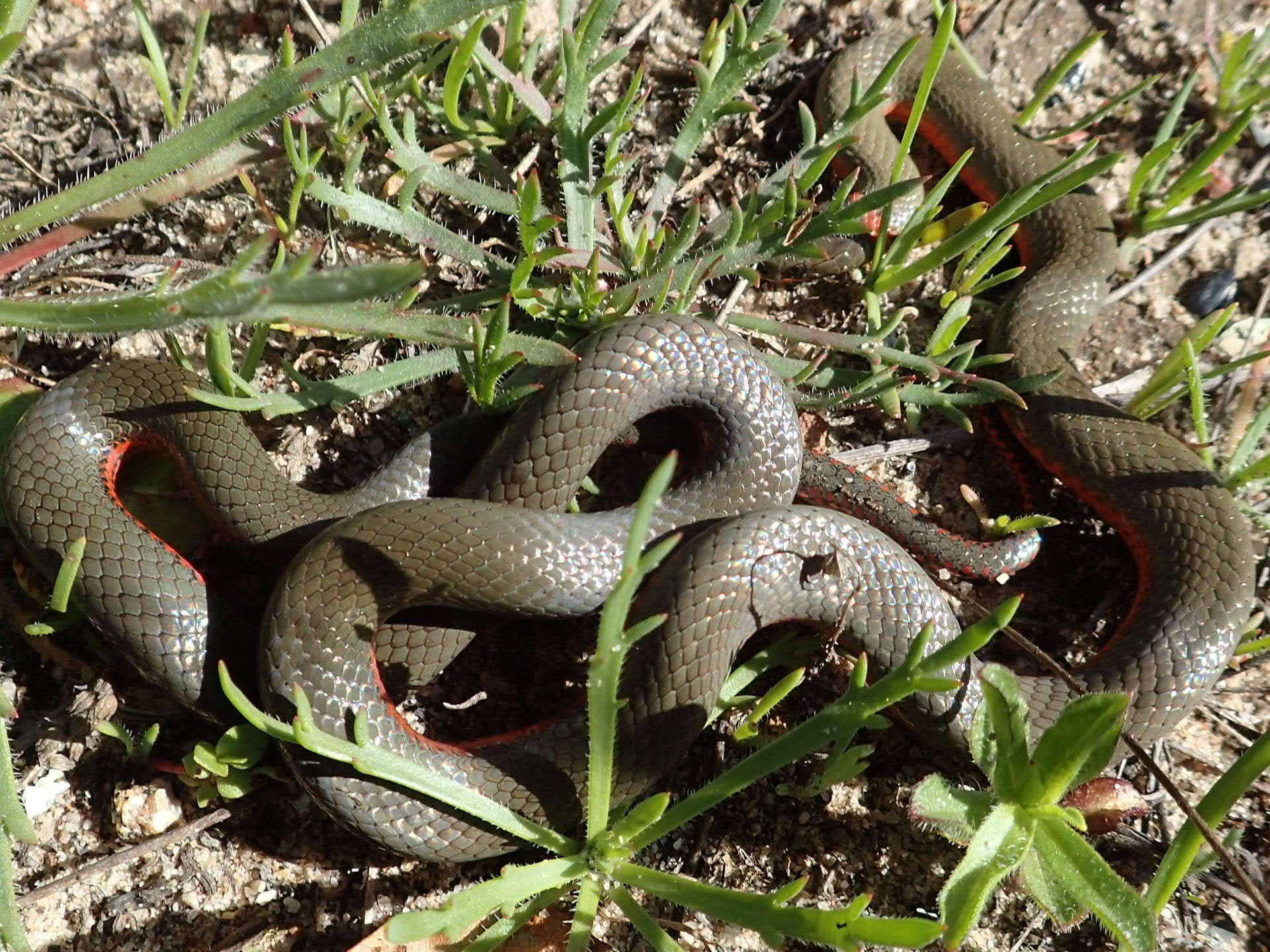 Image of Diadophis punctatus vandenburgii Blanchard 1923