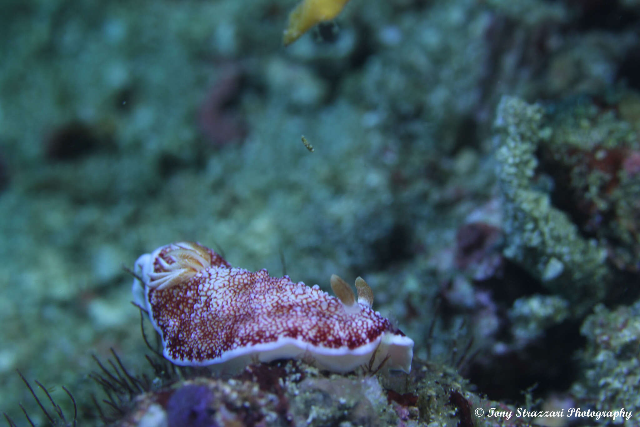 Image of Reticulated red slug