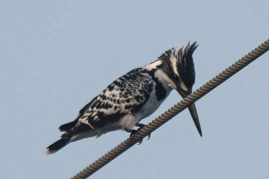 Imagem de Ceryle rudis leucomelanurus Reichenbach 1851