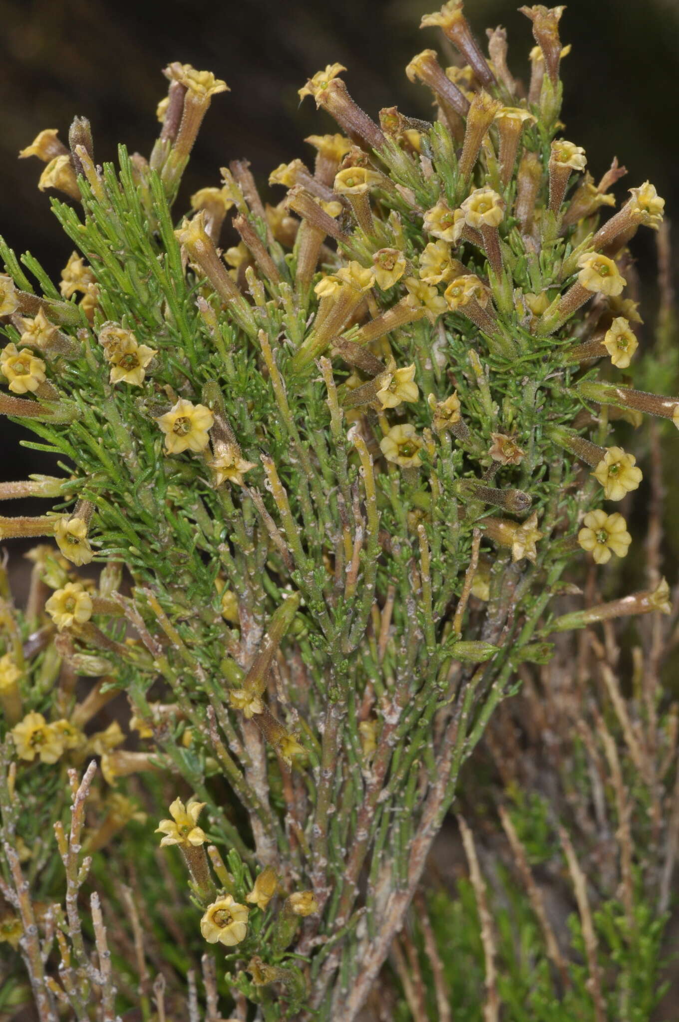 Image of Fabiana patagonica Speg.