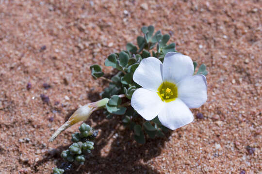 Sivun Oxalis annae F. Bolus kuva