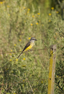 Image of Tropical Kingbird