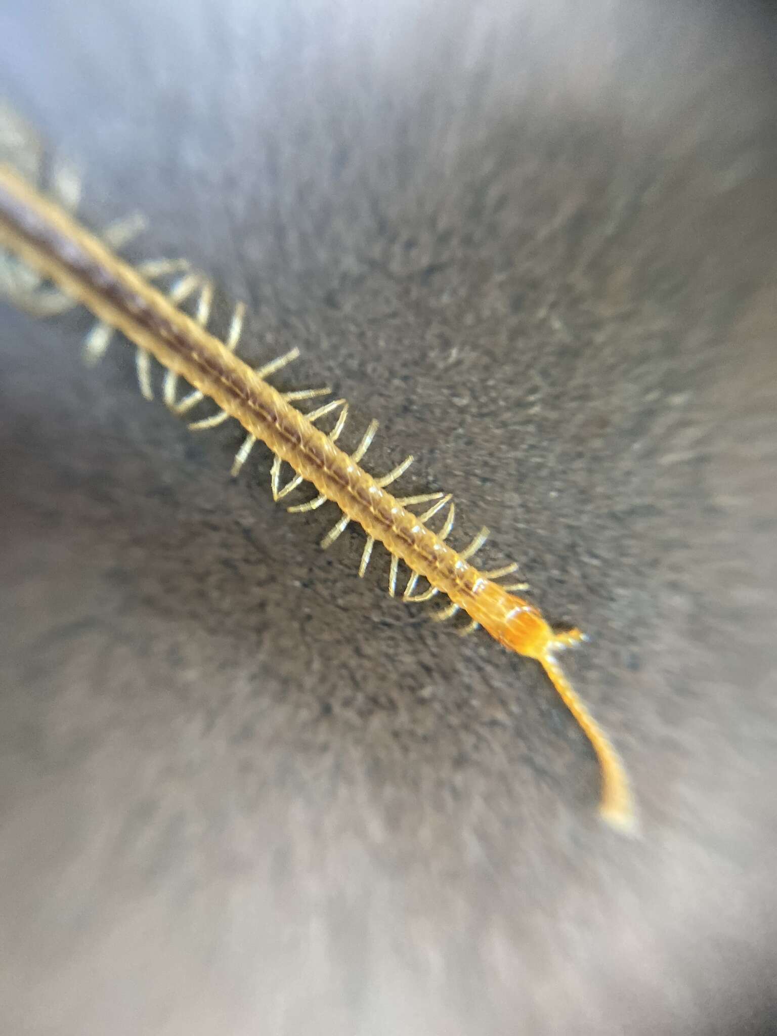 Image of boreal yellow-headed soil centipede