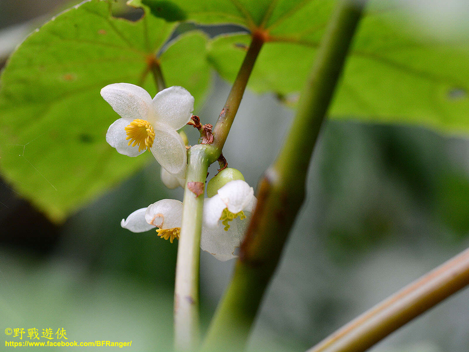 Image of Begonia longifolia Blume