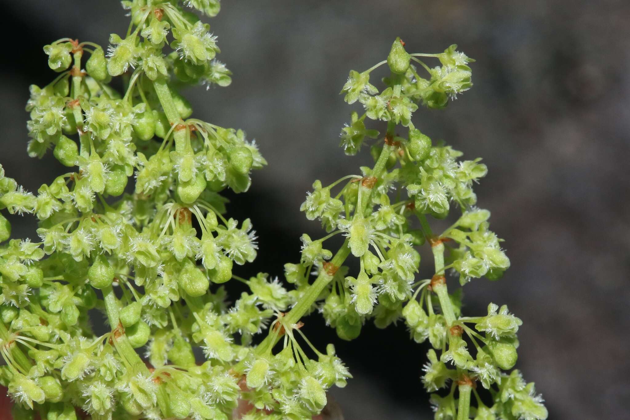 Imagem de Rumex skottsbergii O. Degener & I. Degener