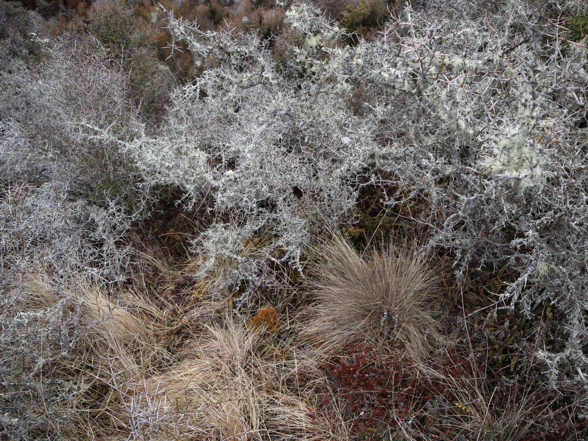 Image of Poa colensoi Hook. fil.