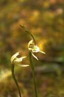 Aporostylis bifolia (Hook. fil.) Rupp & Hatch resmi