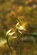 Imagem de Aporostylis bifolia (Hook. fil.) Rupp & Hatch