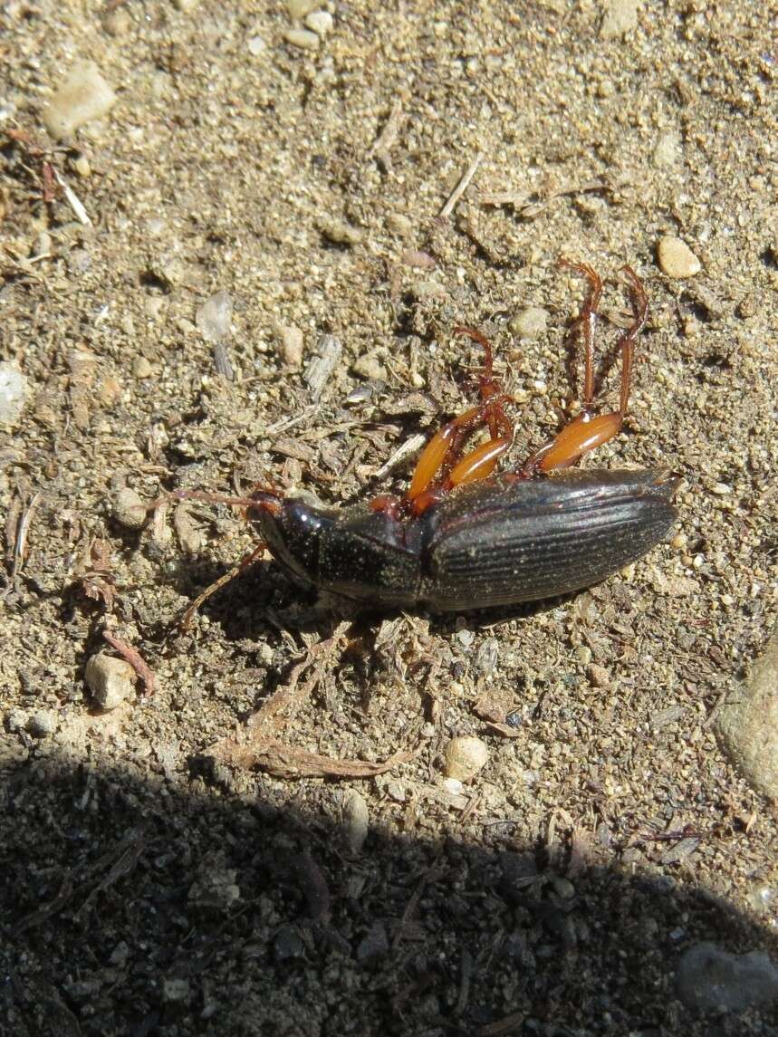 Plancia ëd Harpalus (Pseudoophonus) pensylvanicus (De Geer 1774)