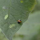 Image of Plagiometriona coccinelloides (Boheman 1855)