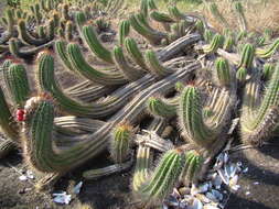 Imagem de Coleocephalocereus fluminensis (Miq.) Backeb.