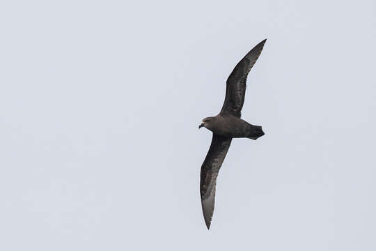 Image of Great-winged Petrel