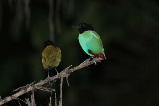 Image of Pitta sordida mulleri (Bonaparte 1850)