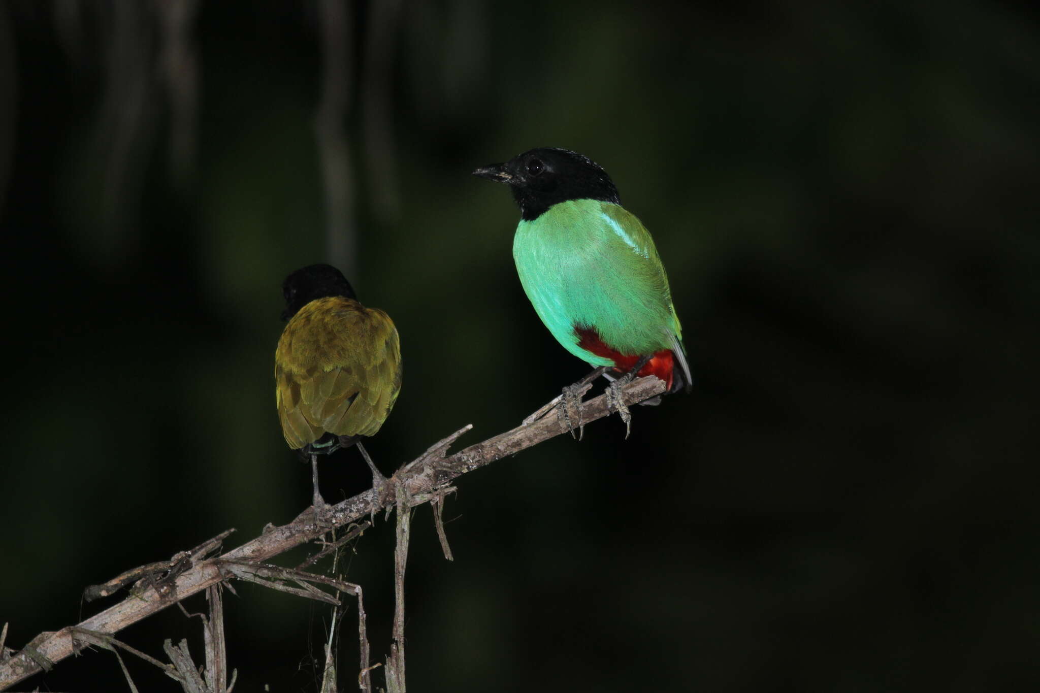 Image of Pitta sordida mulleri (Bonaparte 1850)