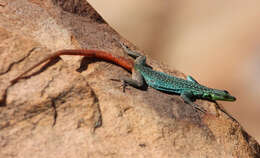 Image of Transvaal Flat Lizard