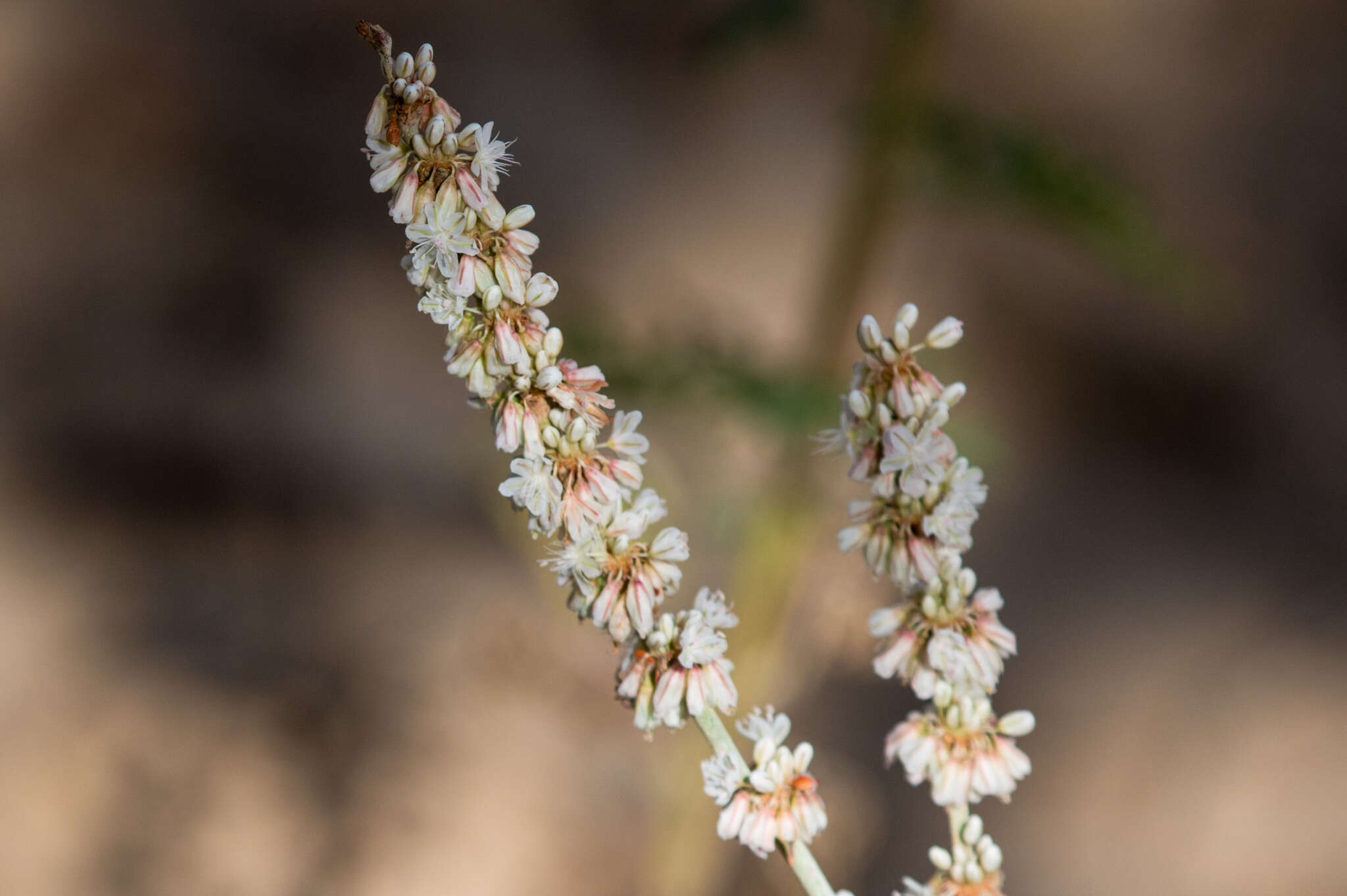 Image of redroot buckwheat