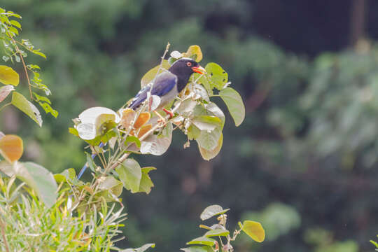 Image of Blue Magpie