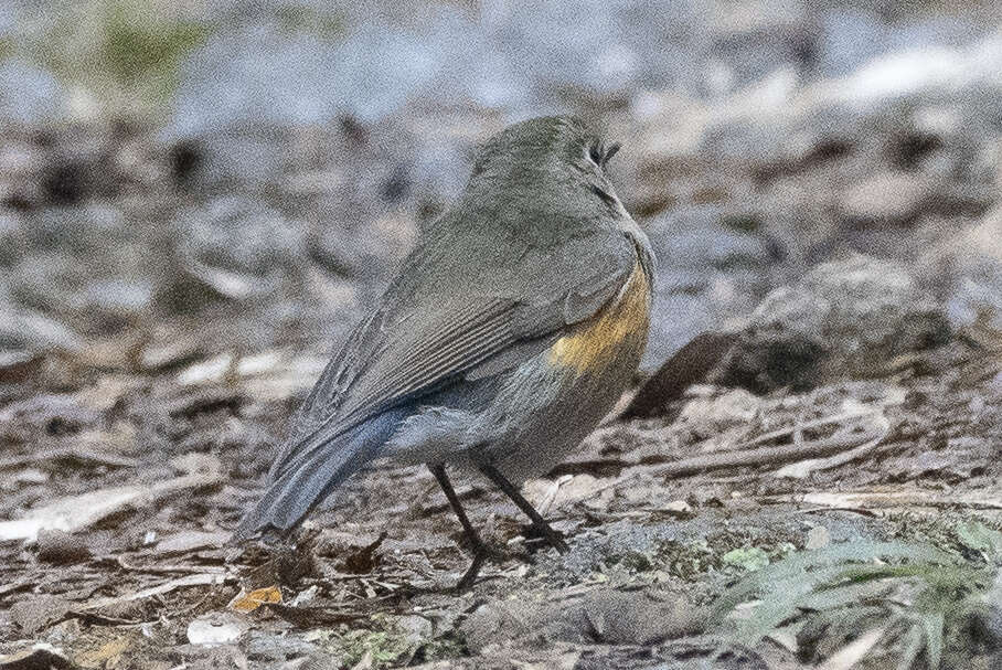 Image of Himalayan Bluetail