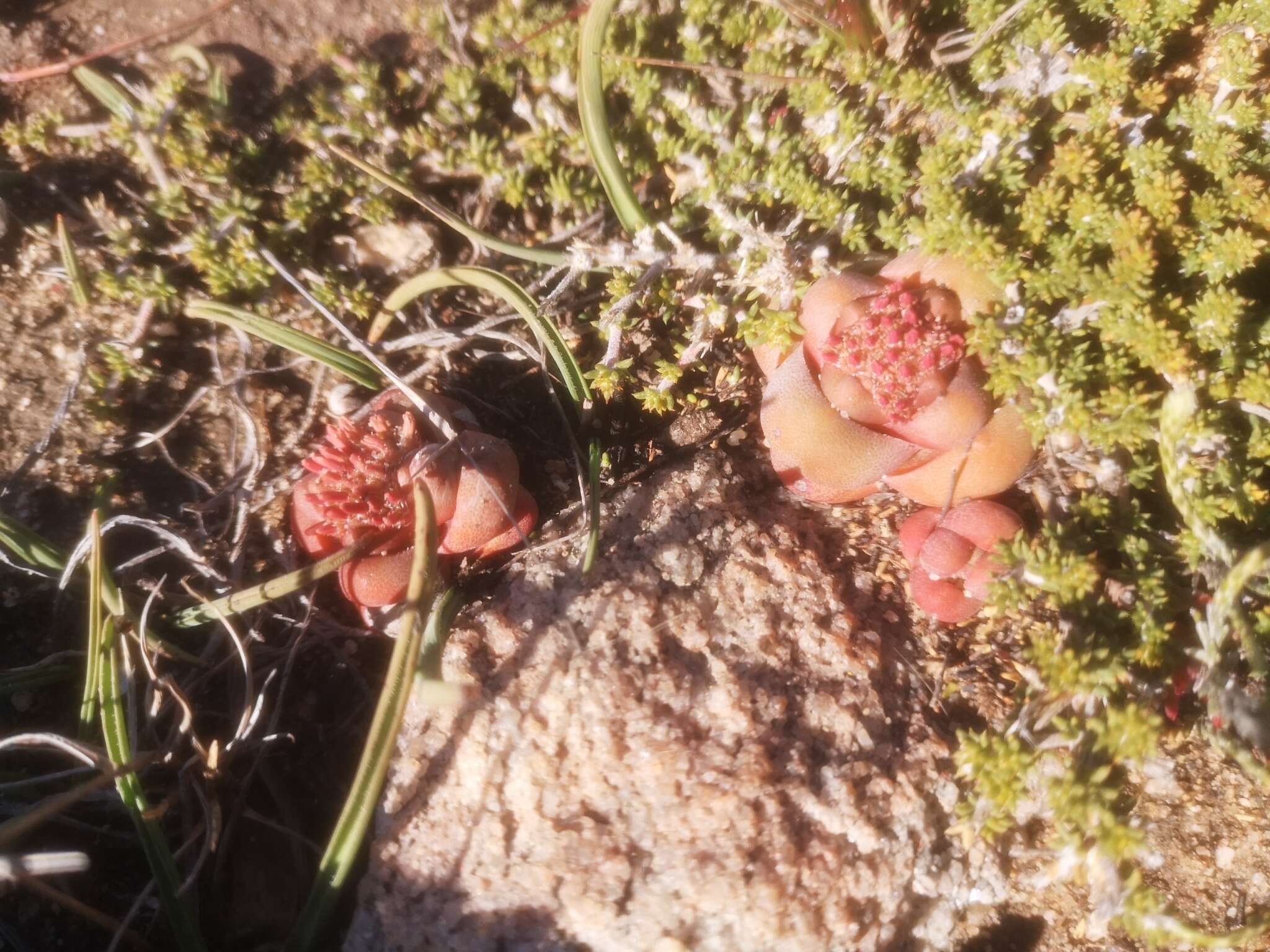 Слика од Crassula columnaris Thunb.