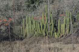 Image of <i>Trichocereus spachianus</i>