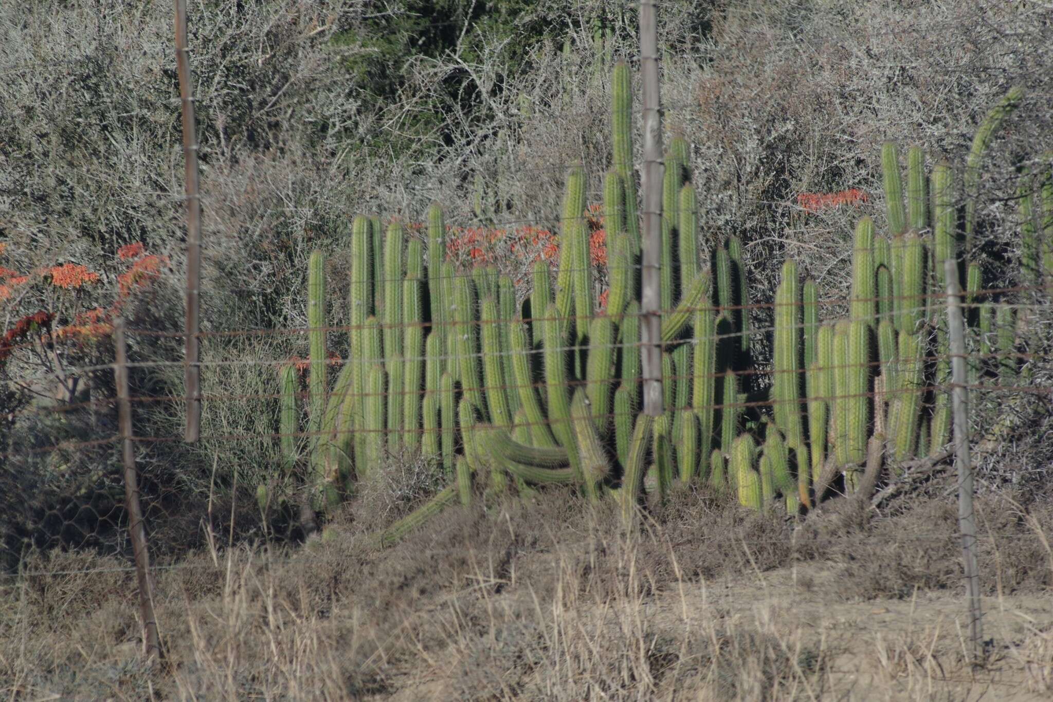 Imagem de <i>Trichocereus spachianus</i>