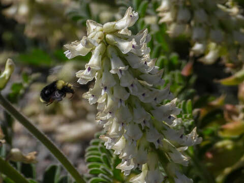 Image of Obscure Bumble Bee