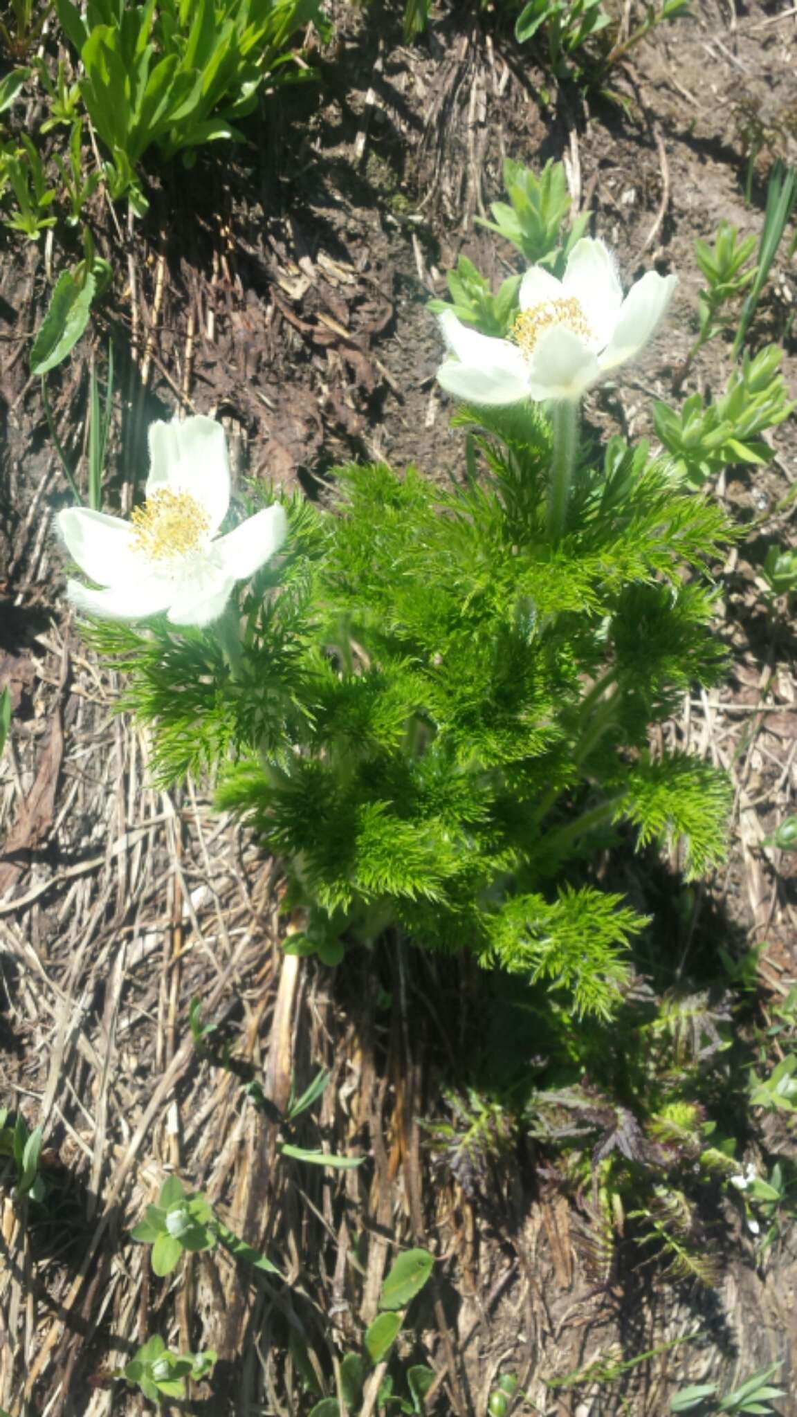 Image of white pasqueflower