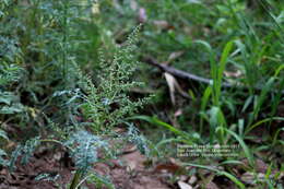 Image of Euphrosyne partheniifolia DC.