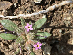 Image of serpentine collomia