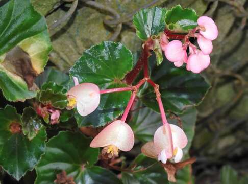 Image of clubed begonia