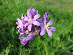 Image of roundtooth snakelily