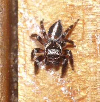 Image of Evarcha denticulata Wesolowska & Haddad 2013